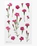 Naklejki ozdobne kwiaty Goździk chiński. artystyczne scrapbooking rękodzieło 