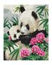 Malowanie po numerach - Mama panda... 40x50cm
