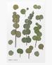 Naklejki ozdobne roślinne Eukaliptus. artystyczne scrapbooking rękodzieło 